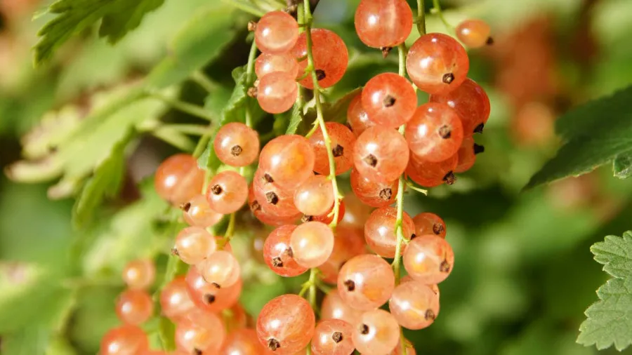 Krzewiński berry çalı fidanlık toptan 04