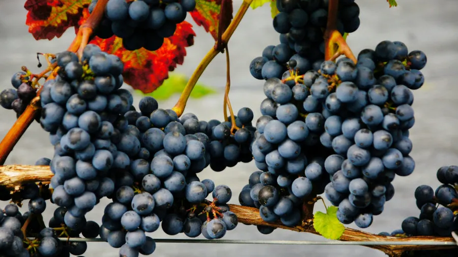 Krzewiński berry çalı fidanlık toptan 05