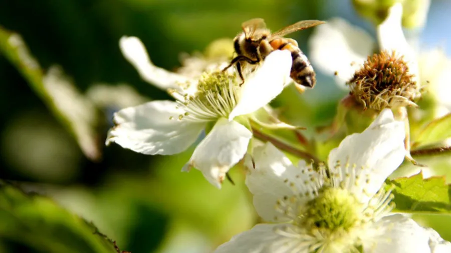 Krzewiński berry çalı fidanlık toptan 07