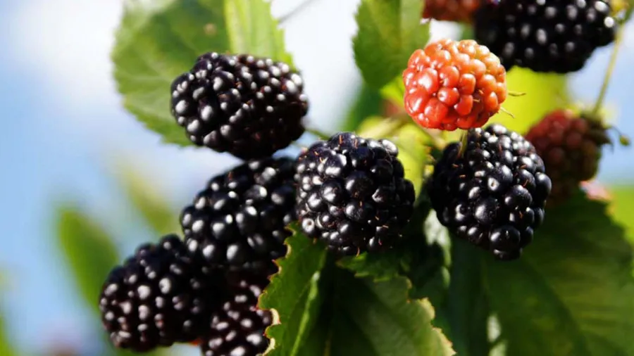 Krzewiński berry çalı fidanlık toptan 09