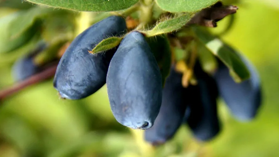 Krzewiński berry çalı fidanlık toptan 10