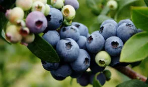 Krzewiński berry çalı fidanlık toptan satış - img 01