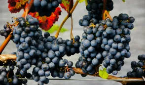 Krzewiński berry çalı fidanlık toptan satış - img 06