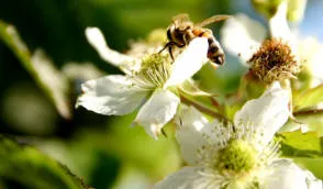 Krzewiński berry çalı fidanlık toptan satış - img 12