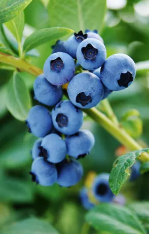 Krzewiński berry çalı fidanlık toptan satış - img 13