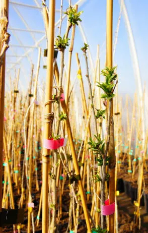 Krzewiński berry çalı fidanlık toptan satış - img 14